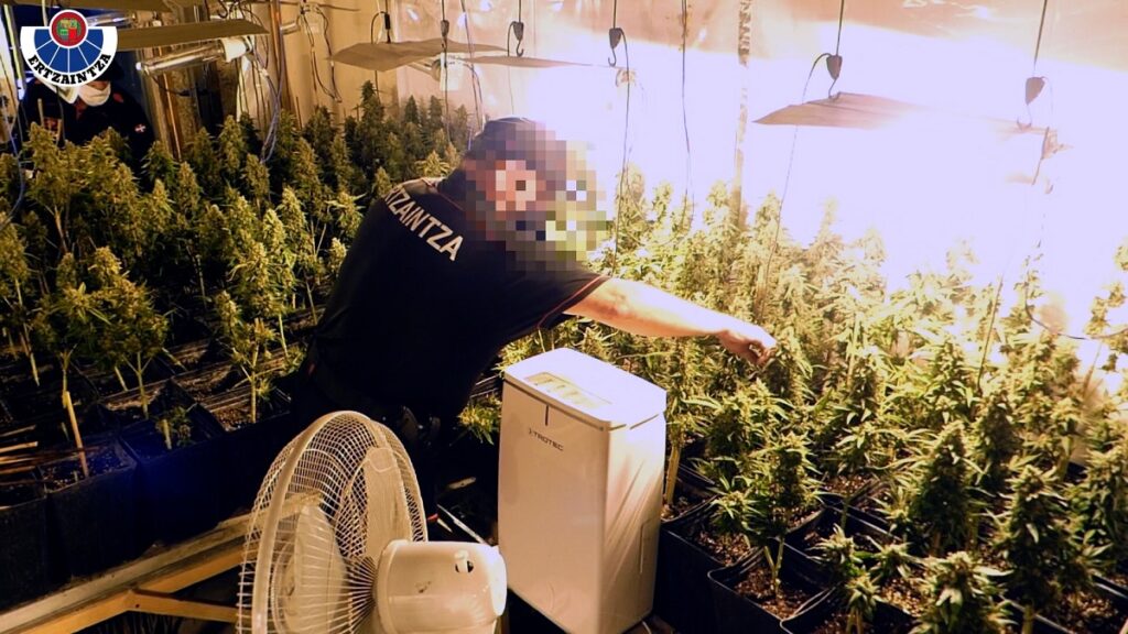 Tolosa maria Desmantelado un gran cultivo de marihuana en un pabellón de Tolosa