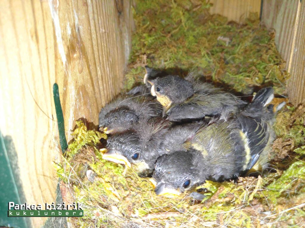 crias de carbonero comun Más de 2.300 aves han nacido en 30 años en las cajas-nido de Parkea Bizirik