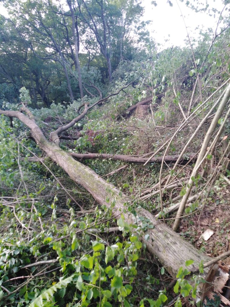 haritzalde2 1 Ecologistas acusan a la Diputación de destruir un robledal en Donostia