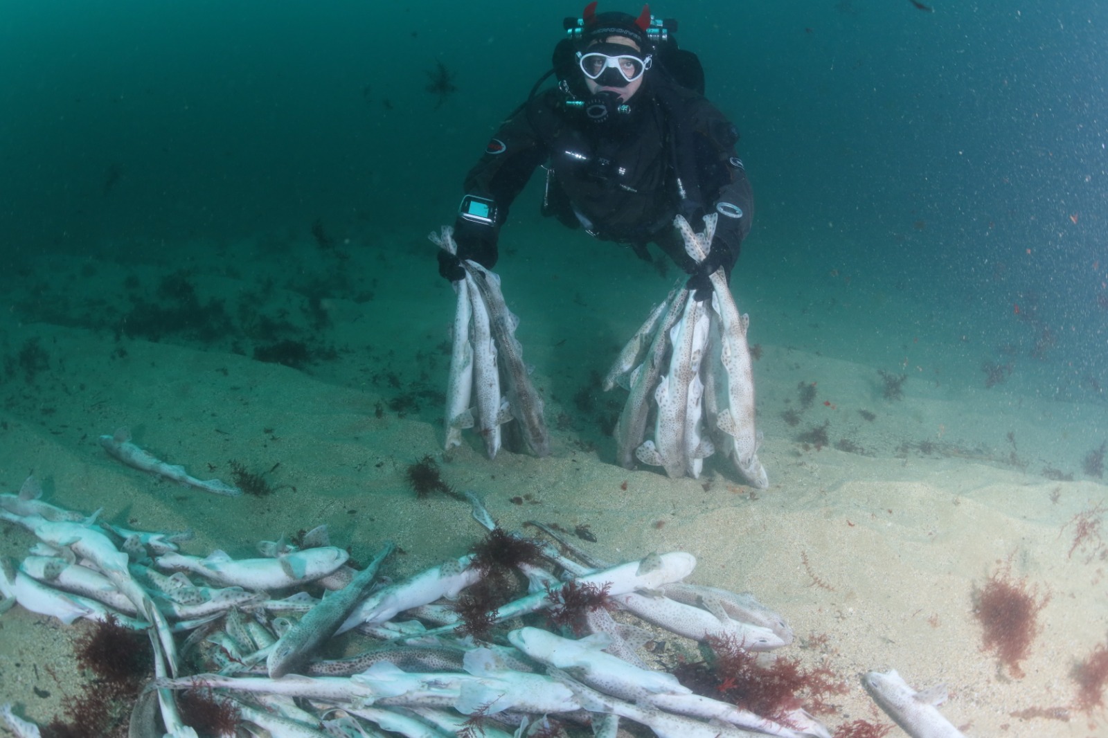 Masacre de crías de tiburón pintarroja en la bocana de Pasaia 1 tiburones Masacre de crías de tiburón pintarroja en la bocana de Pasaia