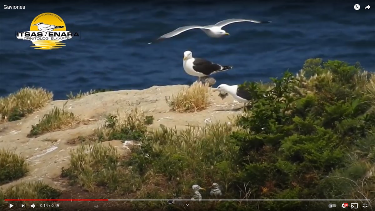 Se reproduce en Ulia la única pareja de gaviones de Gipuzkoa 1 Gavion Se reproduce en Ulia la única pareja de gaviones de Gipuzkoa