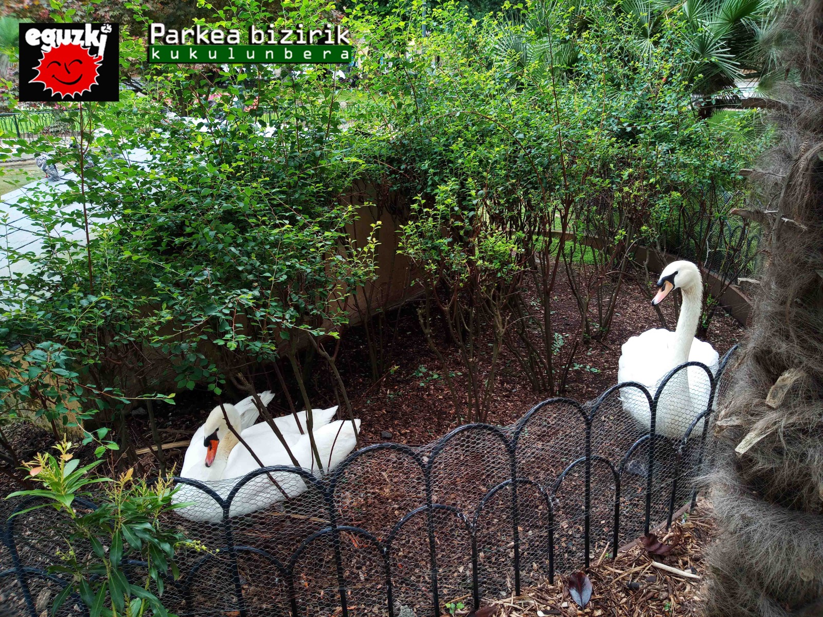 La cisne hembra de la plaza Gipuzkoa, "engañada", incuba huevos de yeso 1 cisnes1 La cisne hembra de la plaza Gipuzkoa, "engañada", incuba huevos de yeso