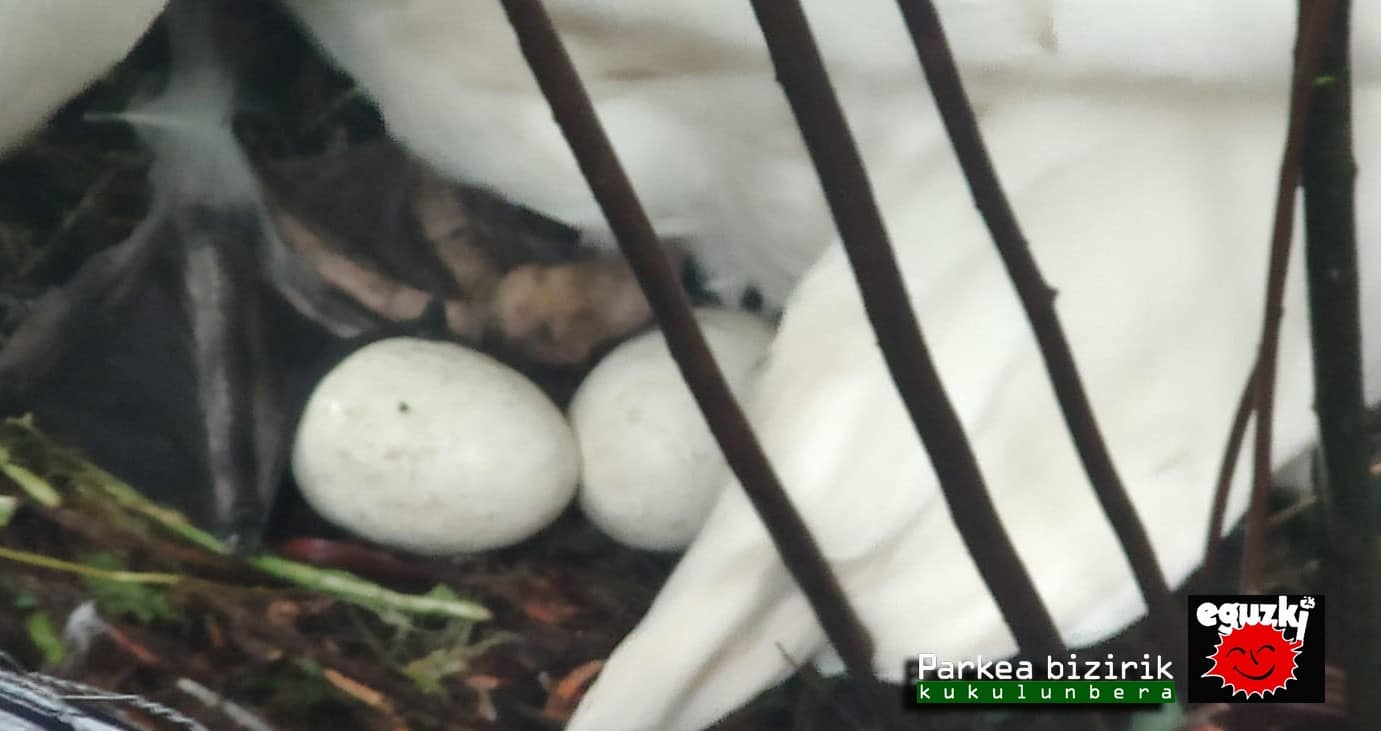 cisnes2 - La cisne hembra de la plaza Gipuzkoa, "engañada", incuba huevos de yeso