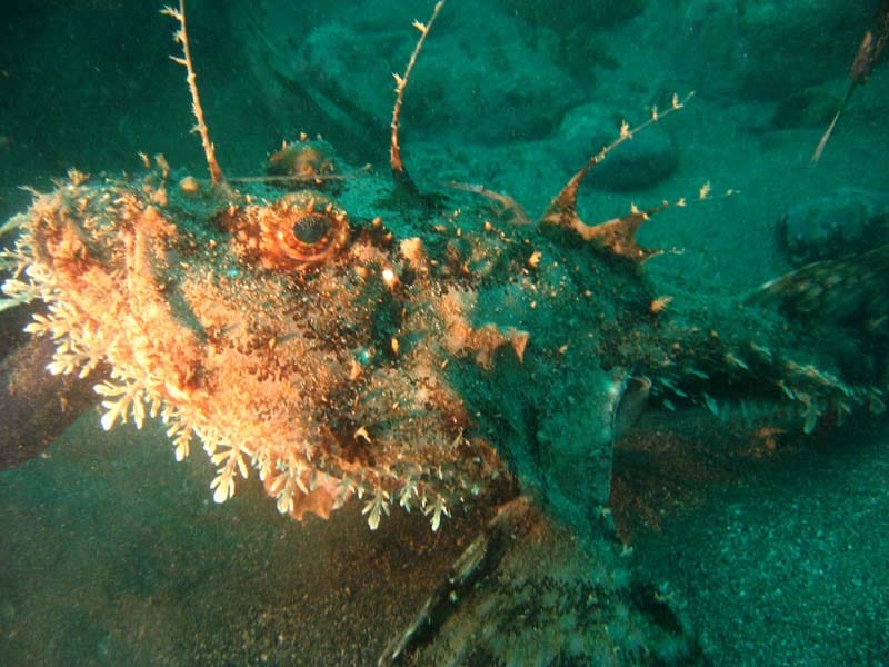 Rape foto Azti Rape negro y rape blanco, relaciones promiscuas