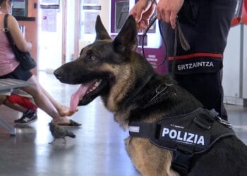 Un perro detectando droga en la estación de Donostia. Fotos: Ertzaintza