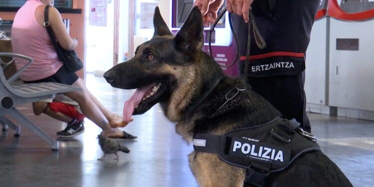 Un perro detectando droga en la estación de Donostia. Fotos: Ertzaintza