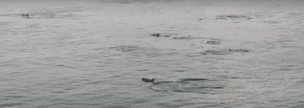Hondarribia delfines Los delfines nadan hoy en Hondarribia