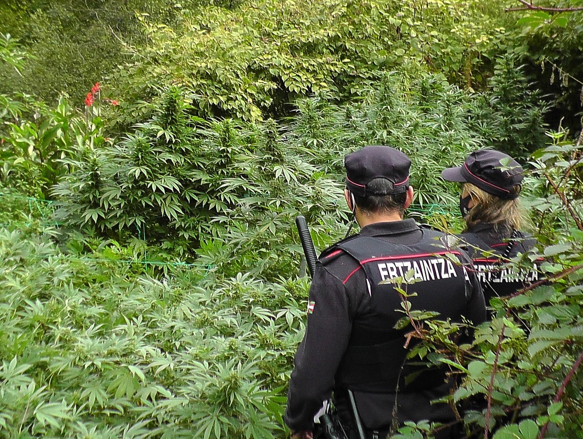 Legorreta2 Legorreta: Un detenido y un investigado tras desmantelar una plantación de marihuana