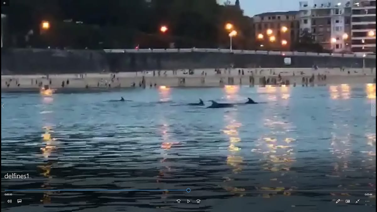 delfines Vídeo de delfines en Donostia