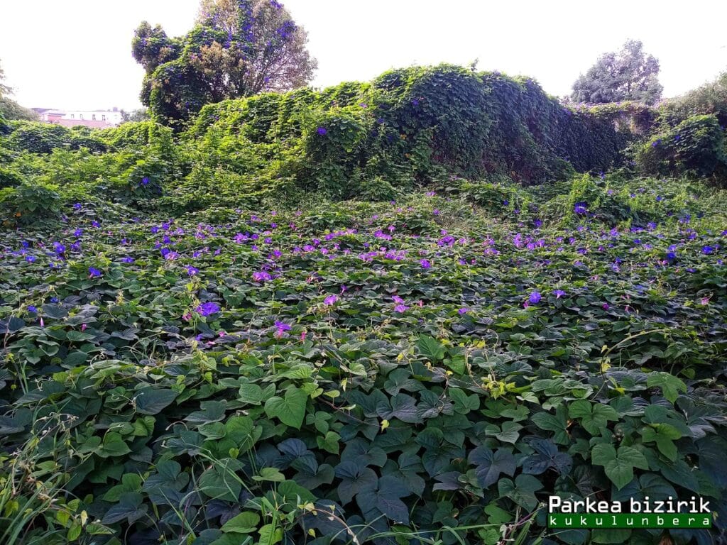 ipomoea1 ¿Y si hubiera un Frankenstein Botanical Park en Donostia?
