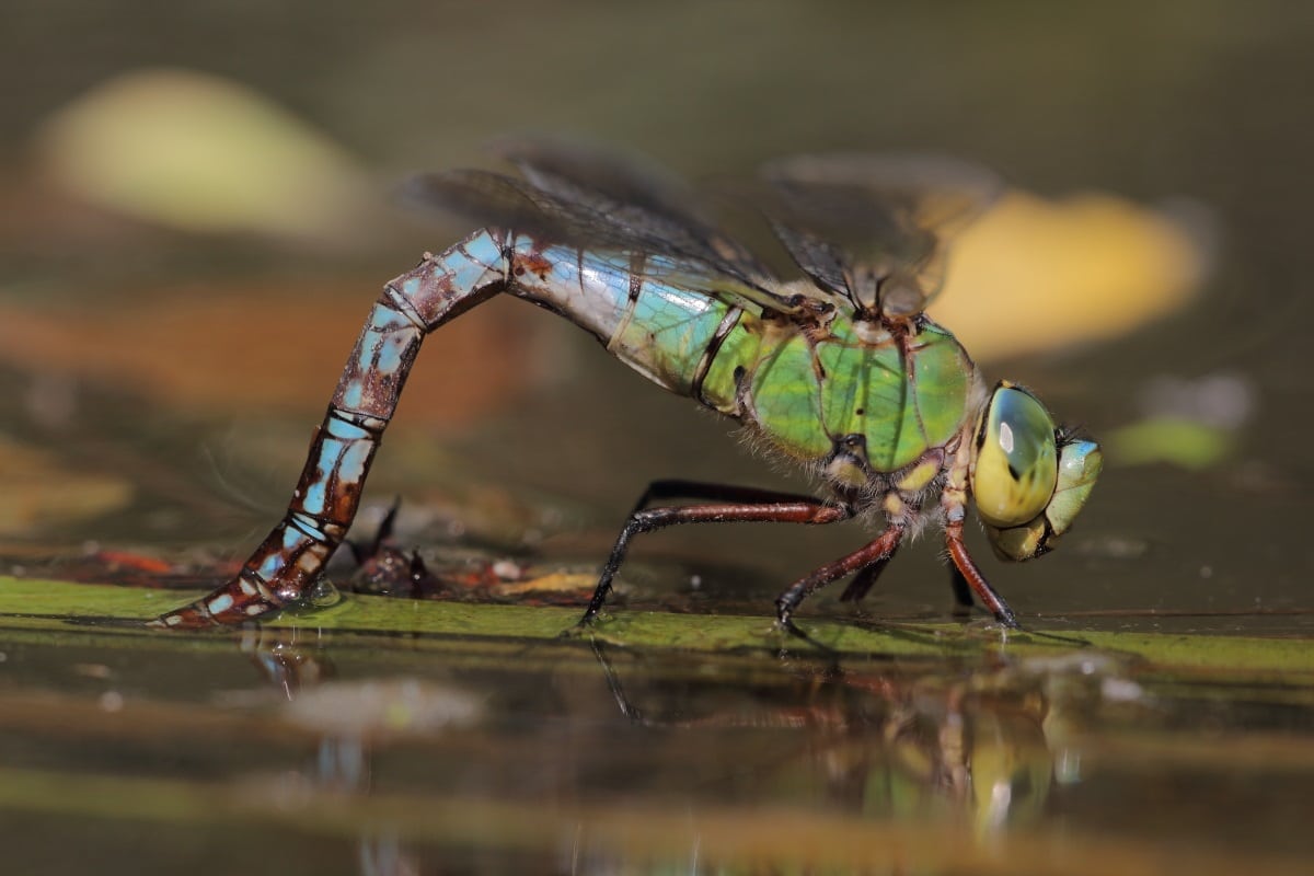 libelula Expertos en libélulas y caballitos del diablo se darán cita en Txingudi