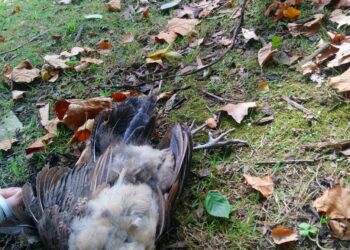 El pavo hallado muerto en Cristina Enea. Foto: Eguzki