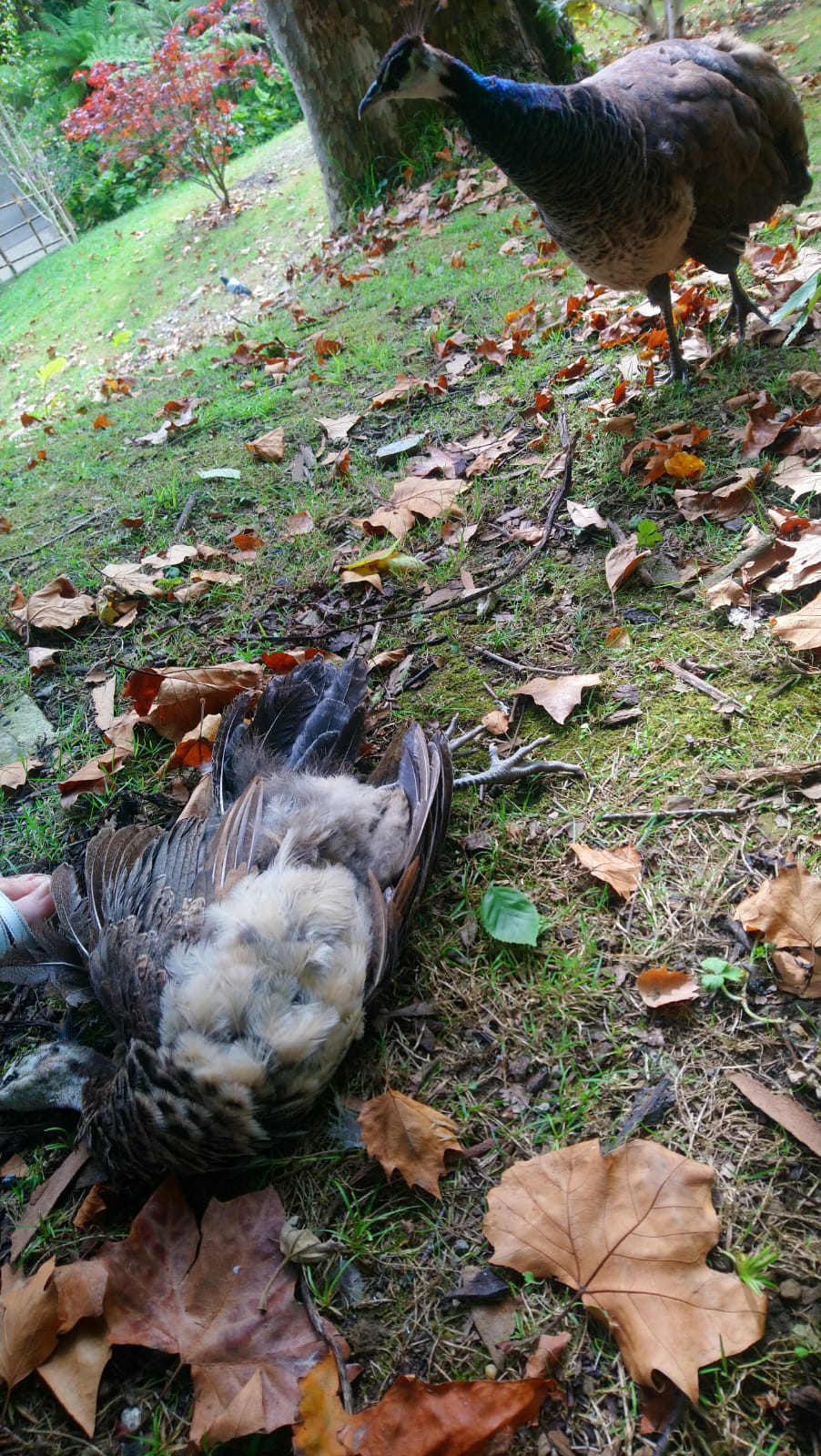 pavo septiembre Un perro suelto mata a un pavo en Cristina Enea