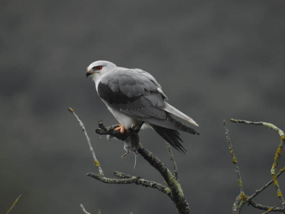 Elanio azul Antondegi Un elanio azul, herido por un disparo en Segura