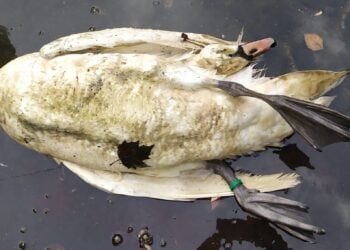 La hembra de cisne de Cristina Enea hallada muerta. Foto: Eguzki