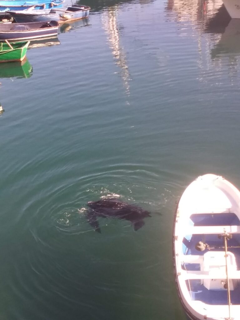 tortuga2 Tortuga gigante en Hondarribia (vídeo)
