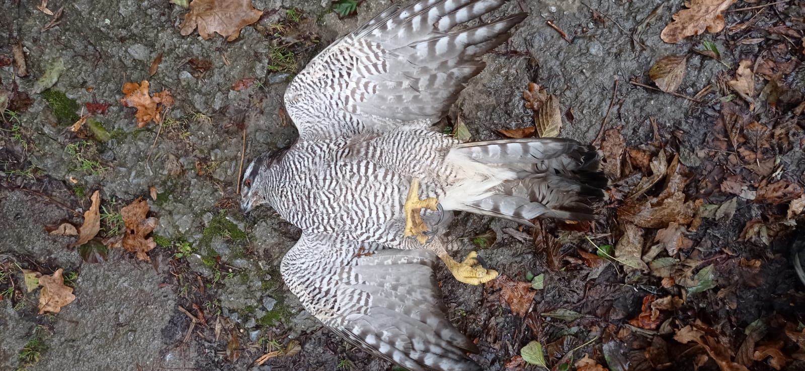 Azor Hondarribia Un azor abatidos a tiros en Hondarribia