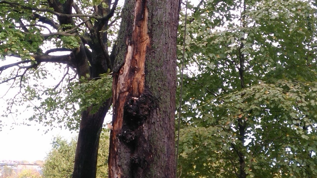 WhatsApp Image 2021 11 03 at 11.36.06 1 Talan por riesgo de caída un castaño de Indias del Parque de Aiete