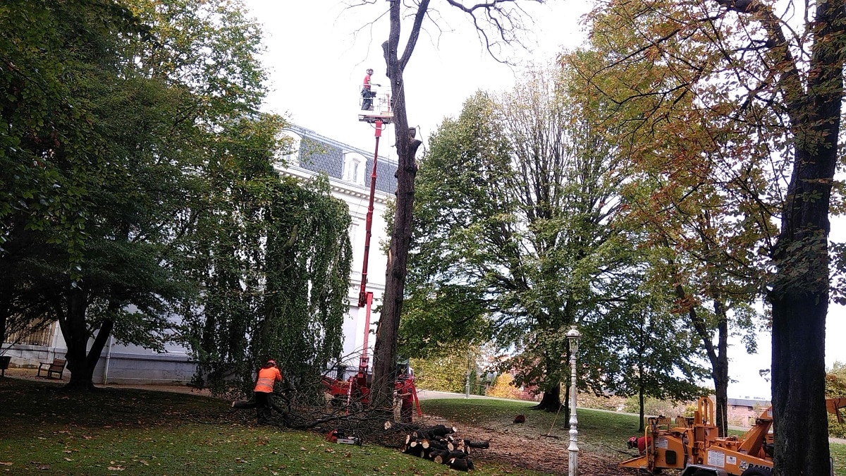 Talan por riesgo de caída un castaño de Indias del Parque de Aiete 1 WhatsApp Image 2021 11 03 at 11.36.06 Talan por riesgo de caída un castaño de Indias del Parque de Aiete