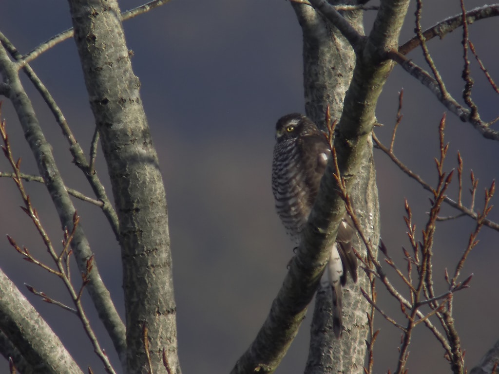 gavilan hembra filtered Un gavilán, cuarto ejemplar protegido que es disparado en Gipuzkoa en un mes