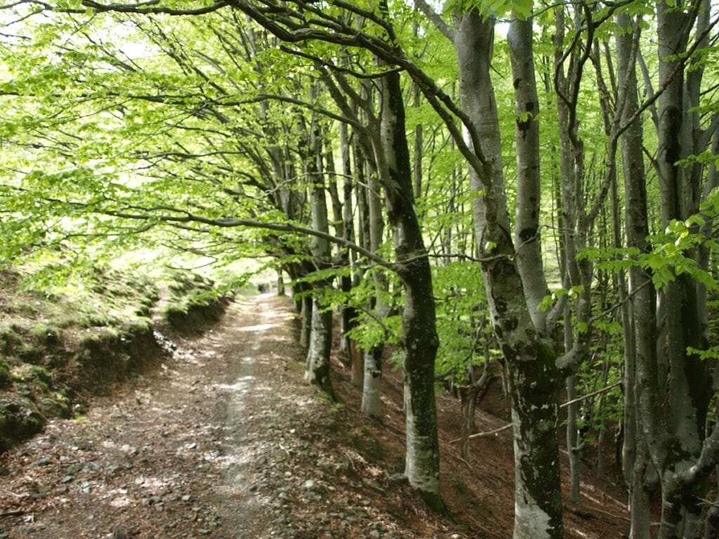 urgarata Hojarasca propone visitar el sábado los crómlechs de Urgarata