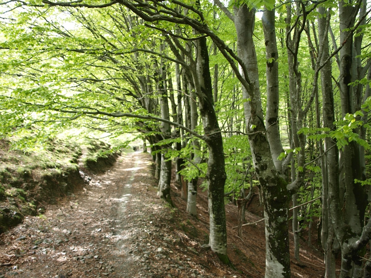 urgarata Hojarasca propone visitar el sábado los crómlechs de Urgarata