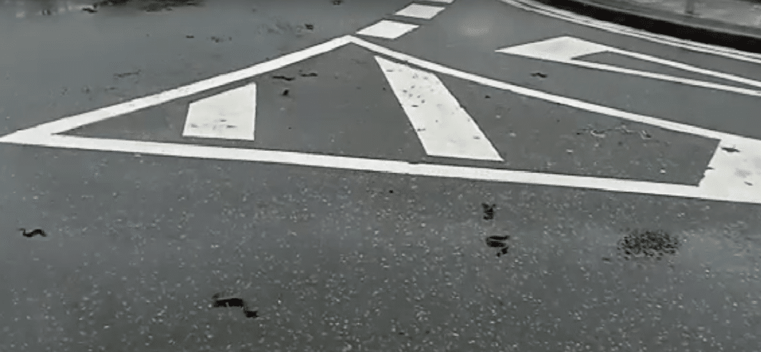 anguilas rotonda Anguilas en la carretera por la crecida del río Oiartzun
