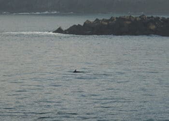Delfines junto al Paseo Nuevo. Foto y vídeo: Xabier Saralegi (Itsas Enara)