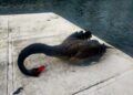 Imagen del cisne negro muerto en Txingudi. Foto: Eguzki