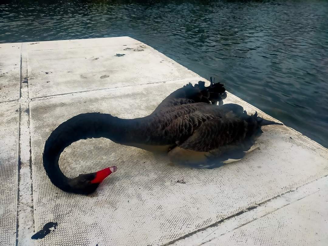 Cisne Negro - Eguzki denuncia el abandono del espacio natural de Txingudi
