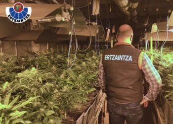 Plantación de marihuana en Eibar. Foto: Ertzaintza