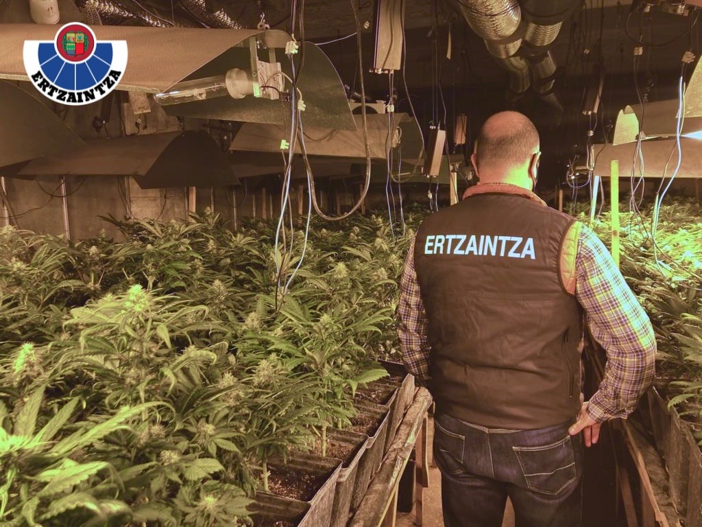 Eibar maria Desmantelada una plantación de marihuana con 2.700 plantas en Eibar