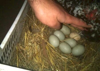 Imagen de los huevos en el caserío, según el Ayuntamiento. Foto: Ayto