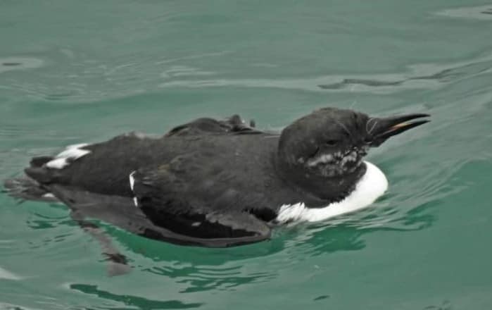 Donostia: una zódiac de Cruz Roja rescata a un arao atrapado en sedal 1 arao1 Donostia: una zódiac de Cruz Roja rescata a un arao atrapado en sedal