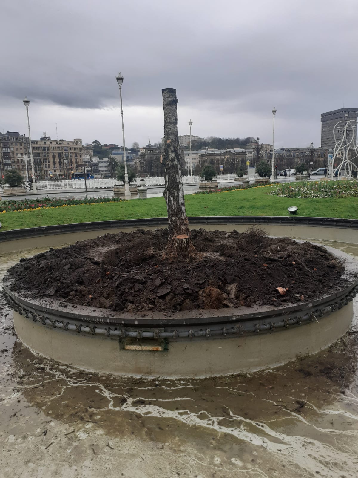 huevitos3 Ni abedul, ni patos, ni gorriones en la plaza Ramón Labaien de Donostia