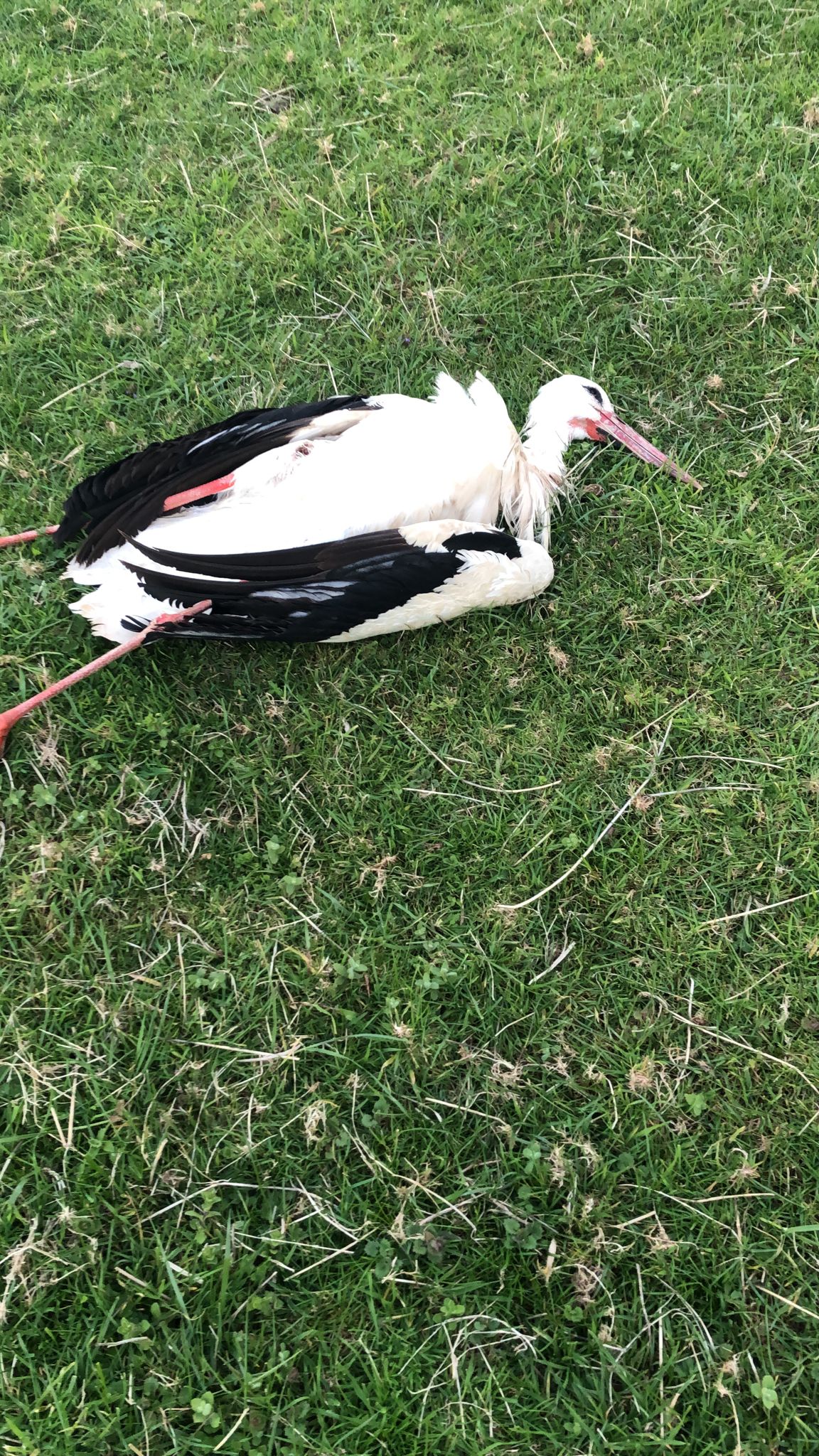 IMG 20220414 WA0001 Mutriku: La muerte de una cigüeña ante la Fiscalía