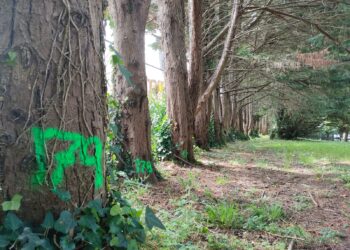 Árboles marcados para su tala en Donostia por las obras de Marrutxipi. Foto: Parkea Bizirik kukulunbera