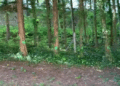 Imagen del vídeo en redes de un vecino sobre los árboles marcados.