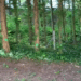 Imagen del vídeo en redes de un vecino sobre los árboles marcados.