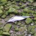 Delfín muerto aparecido hoy junto al puente de María Cristina. Foto: Eguzki