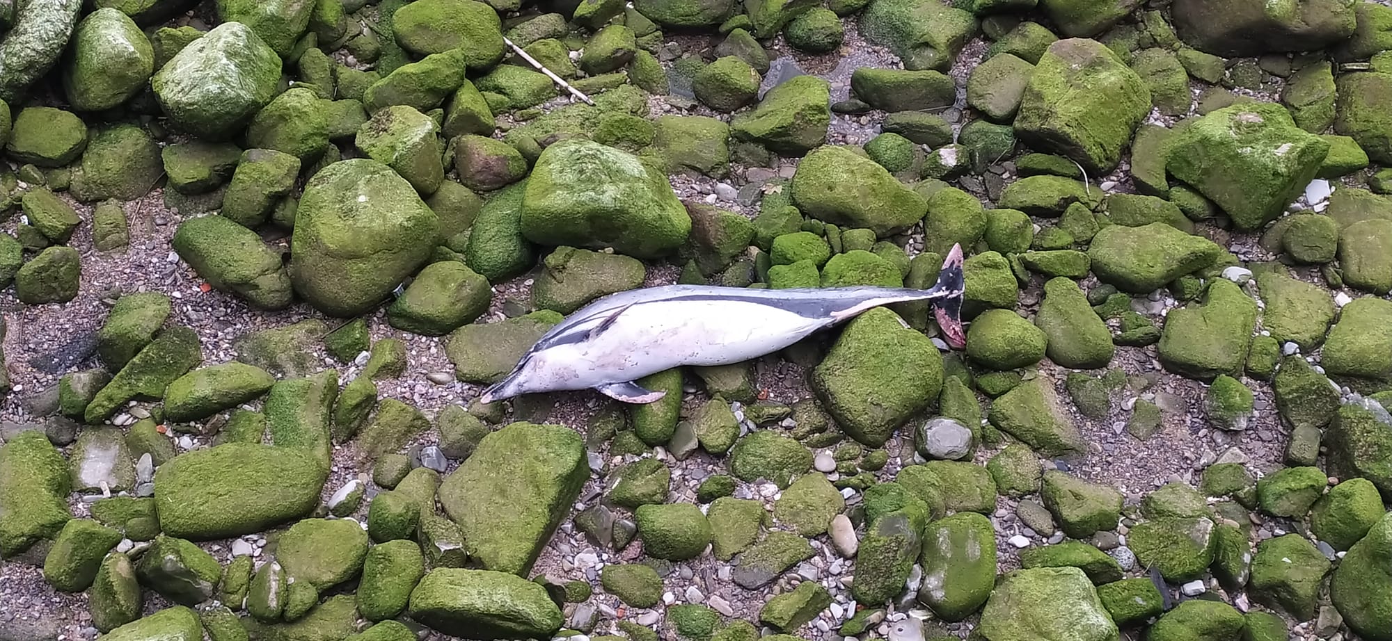 Aparece un delfín muerto junto al puente María Cristina 1 delfin listado Aparece un delfín muerto junto al puente María Cristina