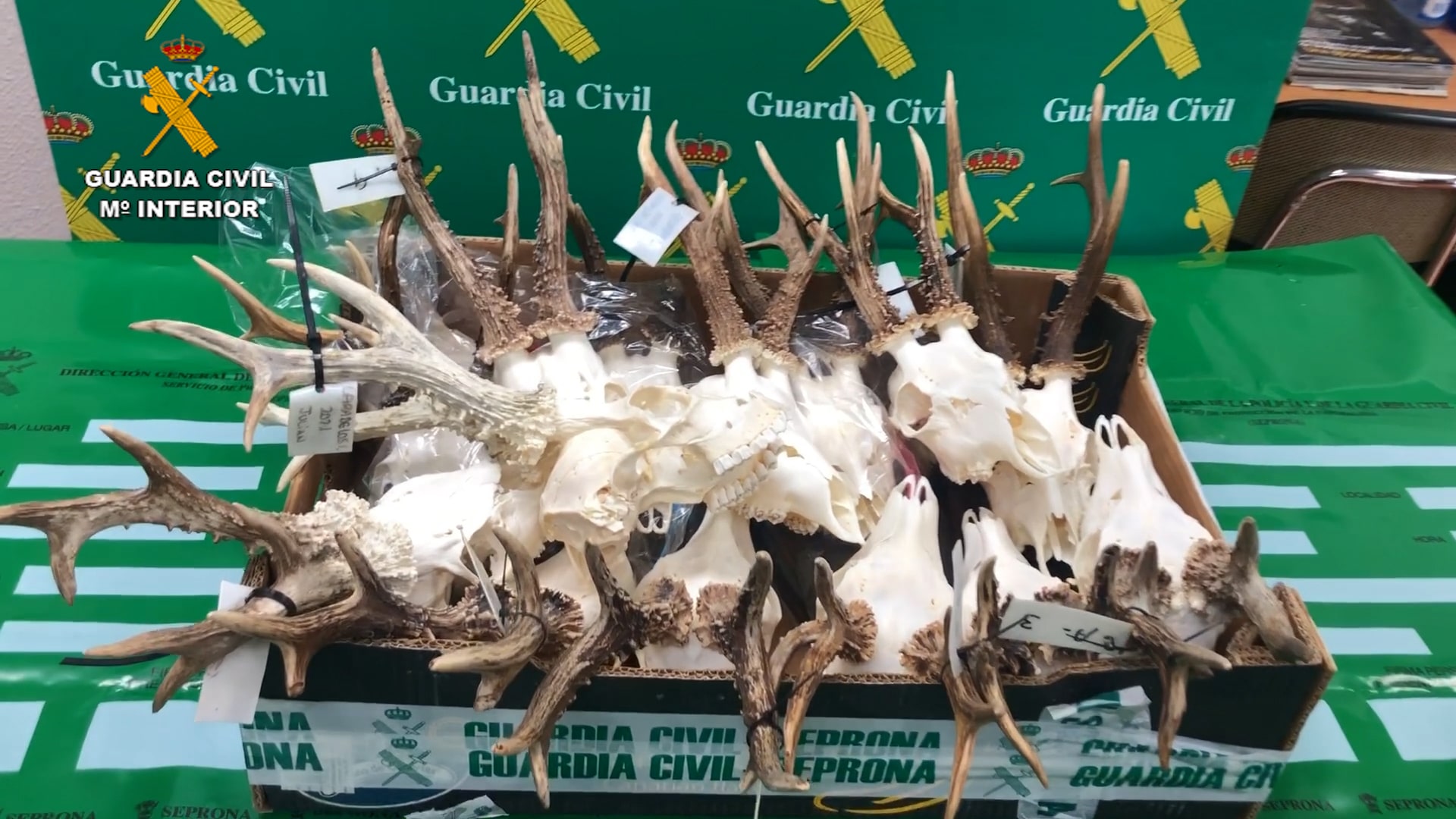 Más de 70 investigados por falsificar documentación de animales cazados furtivamente 1 piezas guardia civil Más de 70 investigados por falsificar documentación de animales cazados furtivamente