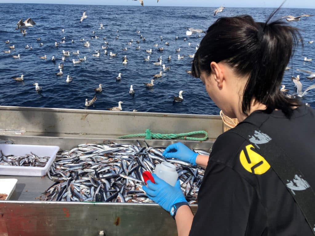 bioman azti La campaña de la anchoa confirma el buen estado de la especie