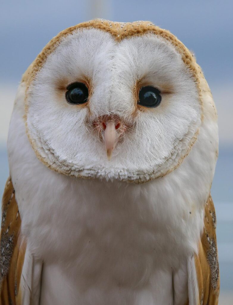 Eguzki pide información sobre el Centro de Recuperación de Fauna Silvestre de Arizmendi 17 bird g83e186042 1280 Eguzki pide información sobre el Centro de Recuperación de Fauna Silvestre de Arizmendi