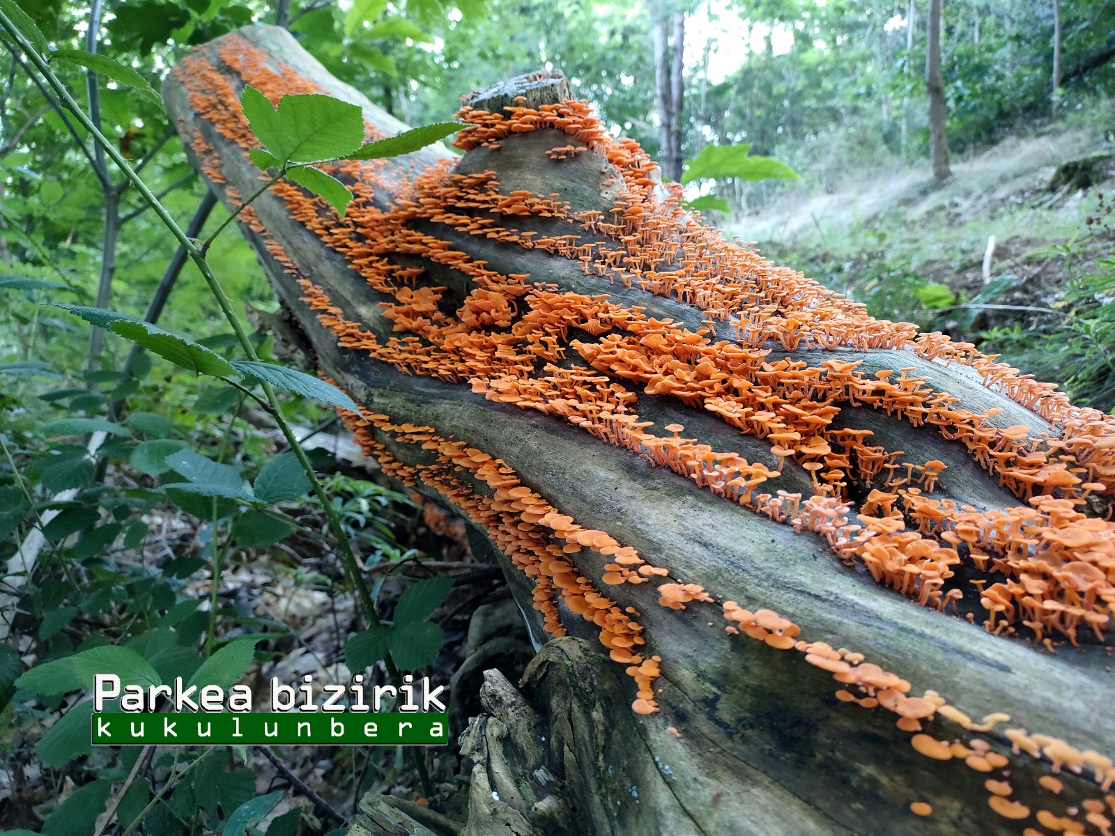 hongo invasor Un hongo invasor de Madagascar se hace sitio en Astigarraga