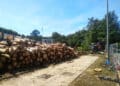 Tala de árboles para el nuevo enlace por Marrutxipi (Intxaurrondo). Foto: Parkea Bizirik kukulunbera