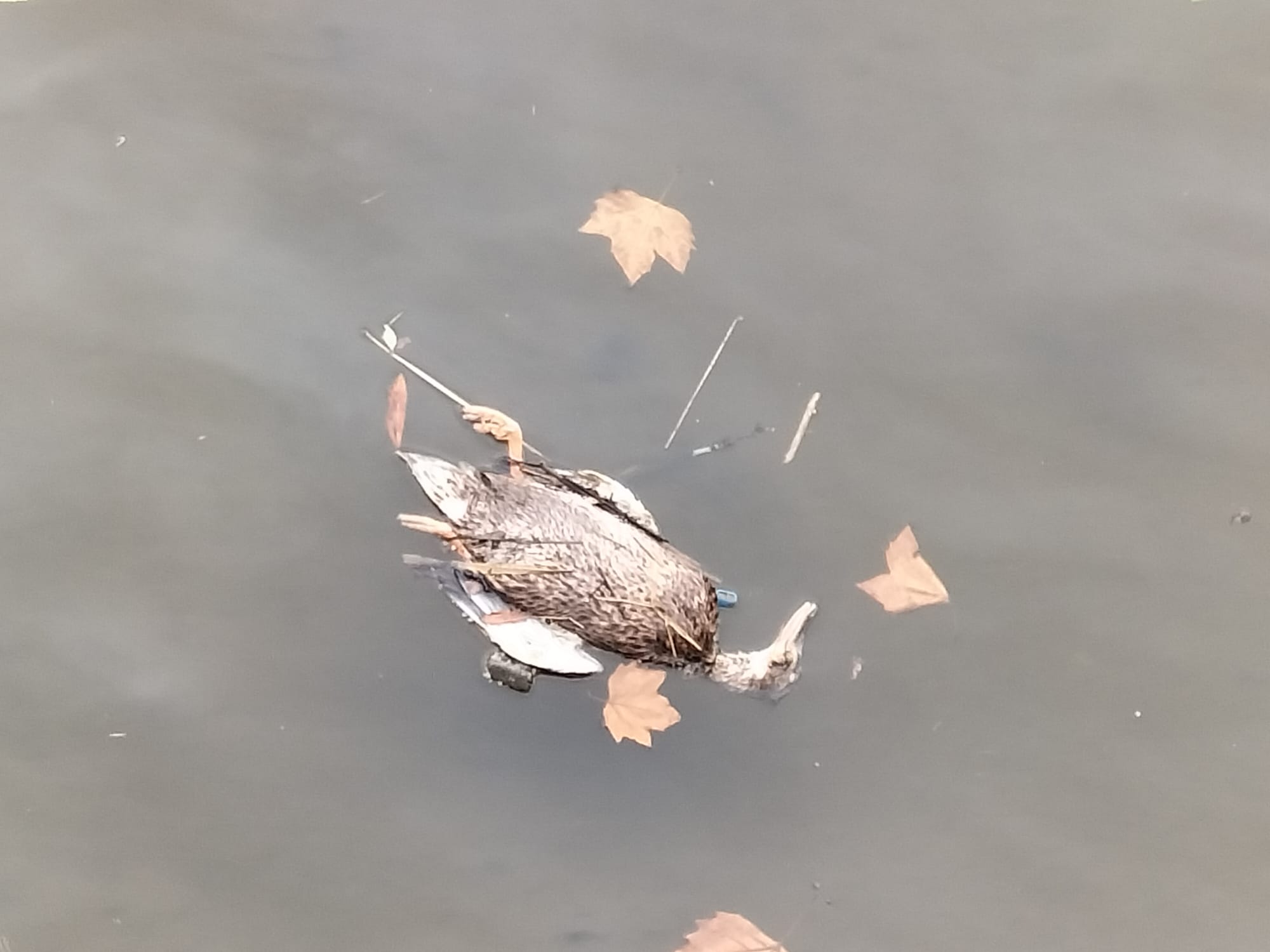 Urumea peces muertos3 - Más aves acuáticas muertas en el Urumea a su paso por Donostia