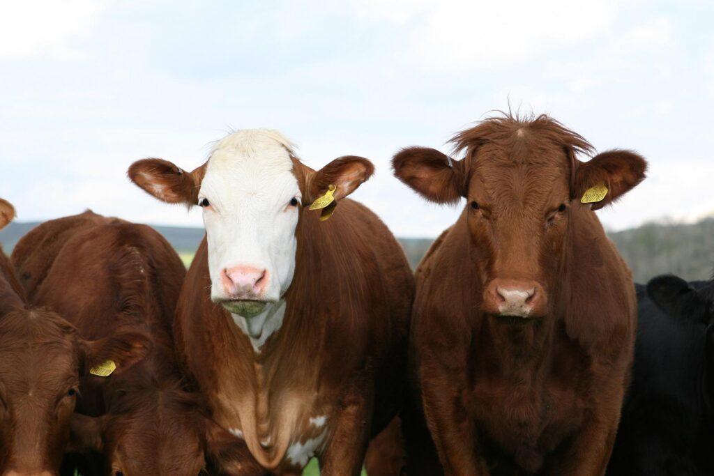 ENBA exige a Mercadona que facilite la "recuperación" del sector lácteo 10 cows gd042d7a95 1920 ENBA exige a Mercadona que facilite la "recuperación" del sector lácteo