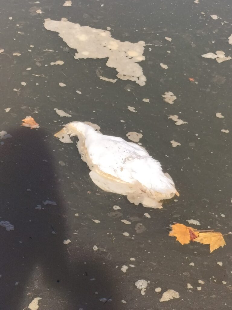 pato muerto Eguzki advierte de aves acuáticas muertas en el Urumea y Cristina Enea