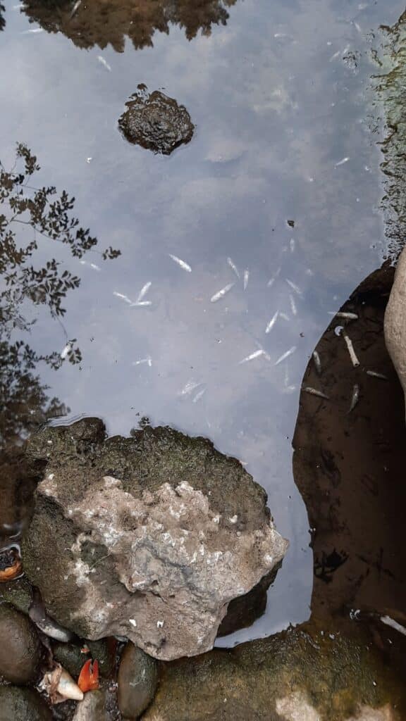 rio Deba Mortandad de peces en el río Deba por un incendio en una empresa